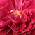 Rdeča - Vrtnica čajevka - Bellevue ®
